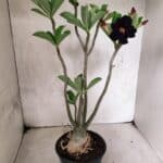 Planta Dobrada 3842 – 35cm – 03 anos