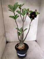 Planta Dobrada 3842 – 35cm – 03 anos