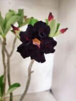 Planta Dobrada 3842 – 35cm – 03 anos - Imagem 3