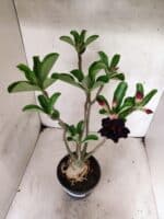 Planta Dobrada 3842 – 35cm – 03 anos - Imagem 4