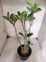Planta Dobrada 3842 – 35cm – 03 anos - Imagem 5