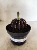 GYMNOCALYCIUM Friedrichii LB 2178 "Purple" - Nº 610 – vaso 11 - Imagem 2