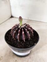 GYMNOCALYCIUM Friedrichii LB 2178 "Purple" - Nº 610 – vaso 11 - Imagem 9