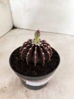GYMNOCALYCIUM Friedrichii LB 2178 "Purple" - Nº 610 – vaso 11 - Imagem 8