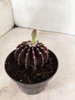GYMNOCALYCIUM Friedrichii LB 2178 "Purple" - Nº 610 – vaso 11 - Imagem 7