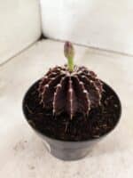 GYMNOCALYCIUM Friedrichii LB 2178 "Purple" - Nº 610 – vaso 11 - Imagem 6