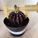 GYMNOCALYCIUM Friedrichii LB 2178 "Purple" - Nº 610 – vaso 11