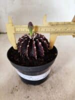 GYMNOCALYCIUM Friedrichii LB 2178 "Purple" - Nº 610 – vaso 11