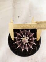 GYMNOCALYCIUM Friedrichii LB 2178 "Purple" - Nº 610 – vaso 11 - Imagem 5