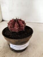 GYMNOCALYCIUM Mihanovichii Nº 625 – vaso 11 - Imagem 2