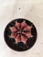 GYMNOCALYCIUM Mihanovichii Nº 625 – vaso 11 - Imagem 3