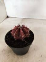 GYMNOCALYCIUM Mihanovichii Nº 625 – vaso 11 - Imagem 7