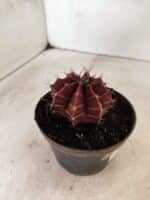 GYMNOCALYCIUM Mihanovichii Nº 625 – vaso 11 - Imagem 6