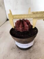 GYMNOCALYCIUM Mihanovichii Nº 625 – vaso 11 - Imagem 4
