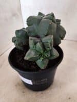 MATRIZ ASTROPHYTUM cv KIKKO "COLÔNIA"  Nº 1123 – vaso 15 - Imagem 6