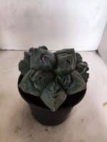 MATRIZ ASTROPHYTUM cv KIKKO "COLÔNIA"  Nº 1123 – vaso 15 - Imagem 3