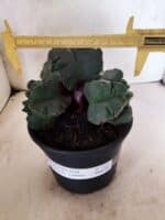 MATRIZ ASTROPHYTUM cv KIKKO "COLÔNIA"  Nº 1123 – vaso 15