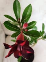 Planta Simples 3487 – 35cm – 03 anos - Imagem 4