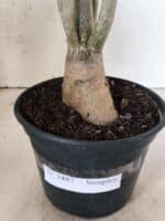 Planta Simples 3487 – 35cm – 03 anos - Imagem 8