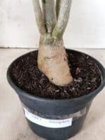 Planta Simples 3487 – 35cm – 03 anos - Imagem 7