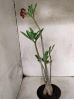 Planta Simples 3487 – 35cm – 03 anos - Imagem 6