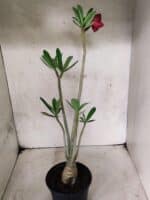 Planta Simples 3487 – 35cm – 03 anos - Imagem 5