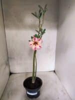 Planta Simples 3488 – 30cm – 02 anos - Imagem 2