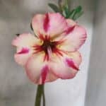 Planta Simples 3488 – 30cm – 02 anos