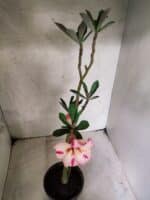 Planta Simples 3488 – 30cm – 02 anos - Imagem 4