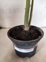 Planta Simples 3488 – 30cm – 02 anos - Imagem 5