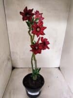 Planta Simples 3489 – 35cm – 03 anos - Imagem 2