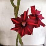 Planta Simples 3489 – 35cm – 03 anos