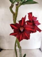 Planta Simples 3489 – 35cm – 03 anos