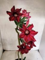 Planta Simples 3489 – 35cm – 03 anos - Imagem 5