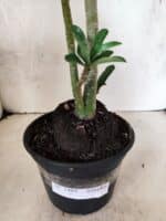 Planta Simples 3489 – 35cm – 03 anos - Imagem 8