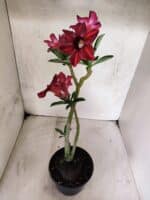 Planta Simples 3489 – 35cm – 03 anos - Imagem 6