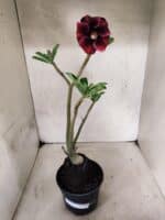 Planta Simples 3490 – 35cm – 03 anos - Imagem 2