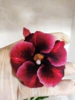 Planta Simples 3490 – 35cm – 03 anos