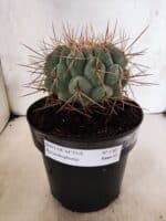 THELOCACTUS Hexaedrophorus Nº 130 – VASO 17 - Imagem 2