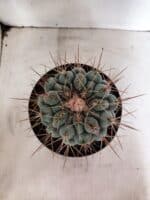 THELOCACTUS Hexaedrophorus Nº 130 – VASO 17 - Imagem 3