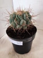 THELOCACTUS Hexaedrophorus Nº 130 – VASO 17 - Imagem 8