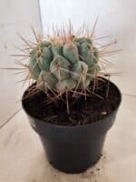 THELOCACTUS Hexaedrophorus Nº 130 – VASO 17 - Imagem 7