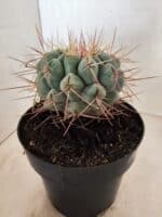 THELOCACTUS Hexaedrophorus Nº 130 – VASO 17 - Imagem 6
