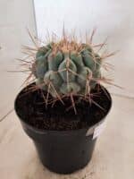 THELOCACTUS Hexaedrophorus Nº 130 – VASO 17 - Imagem 5