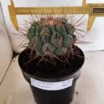 THELOCACTUS Hexaedrophorus Nº 130 – VASO 17