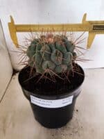 THELOCACTUS Hexaedrophorus Nº 130 – VASO 17